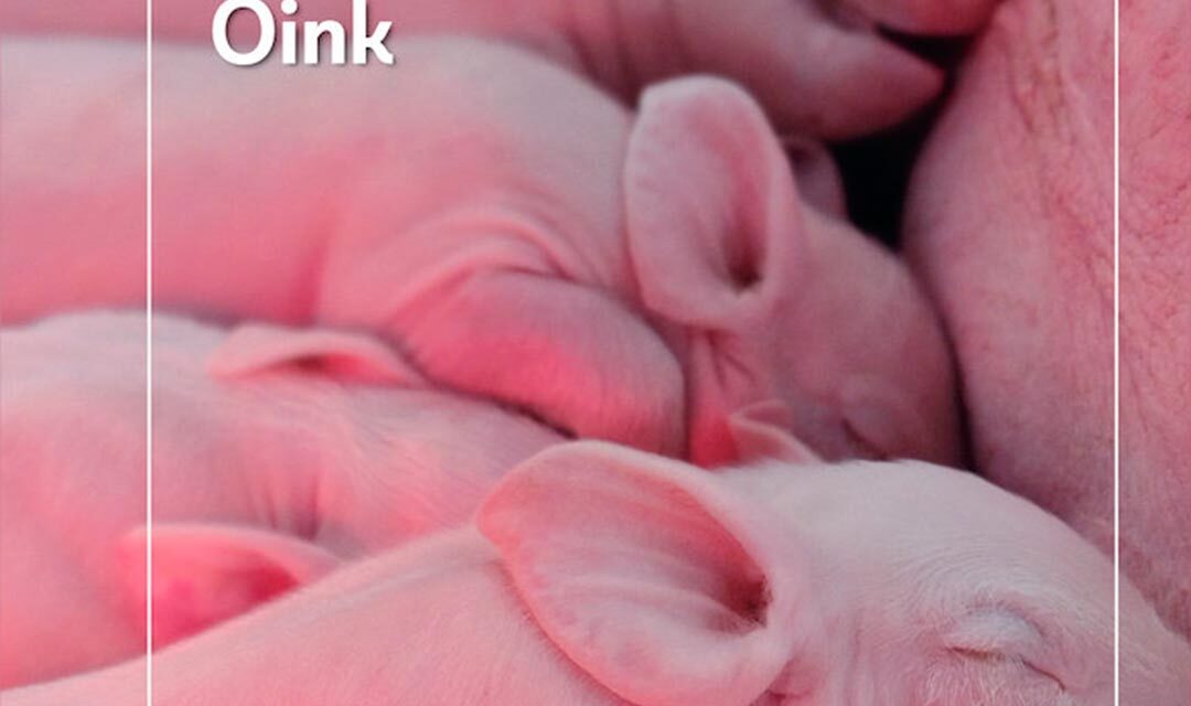 “Oink”, una vuelta de tuerca a la realidad de nuestras sociedades