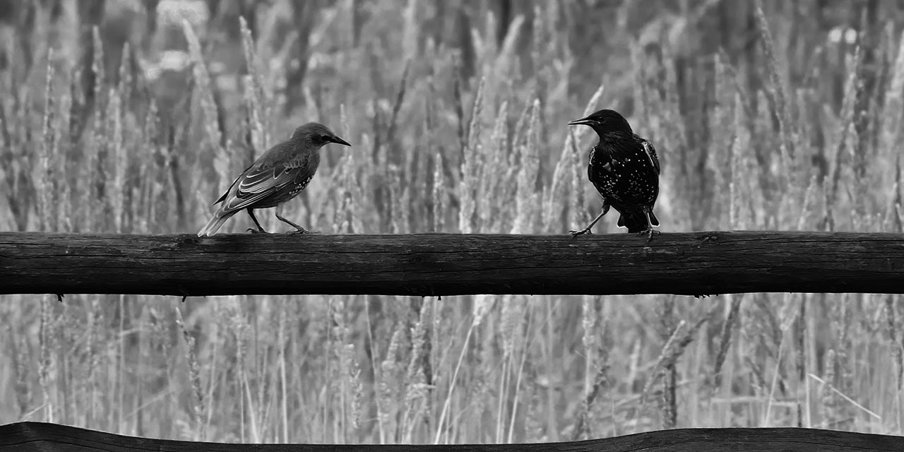 GUILLERMO EDUARDO PILÍA